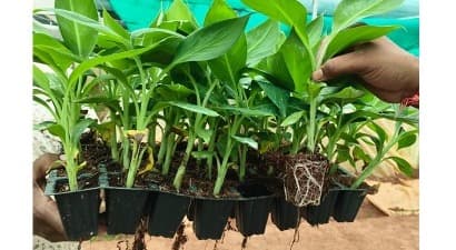 Customer feedback — vigorous plants growing in cocopeat-filled nursery trays