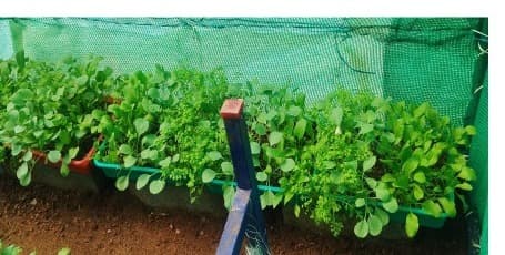 Grow test — rows of healthy seedlings thriving in cocopeat substrate under greenhouse netting