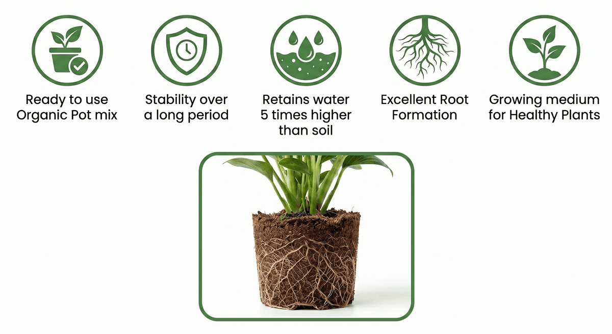 Plant root growth in cocopeat medium showing excellent root formation
